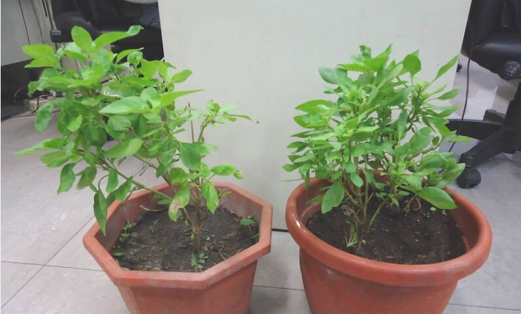 九層塔換盆時機 九層塔換盆時機