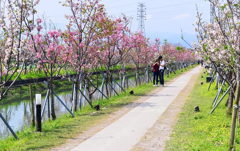 羅莊櫻花步道