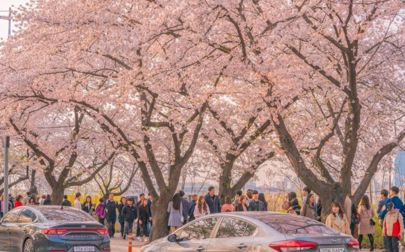 首爾春季景點