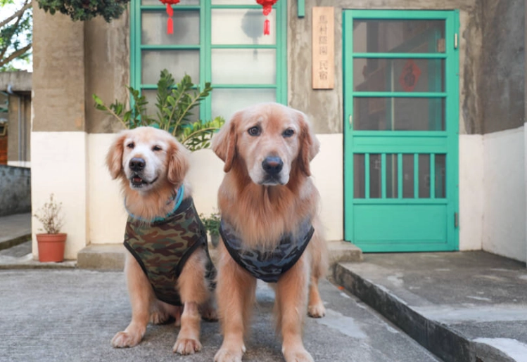 寵物友善住宿桃園