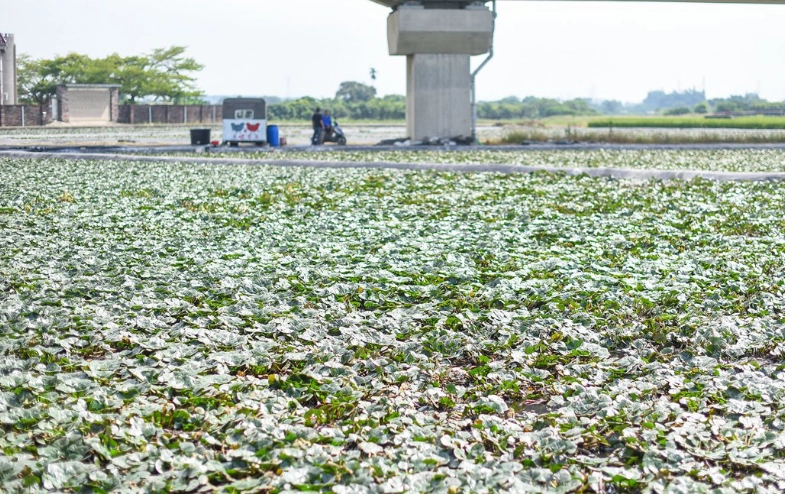 官田區觀光景點 官田區觀光景點