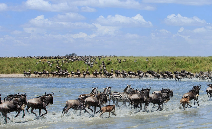 動物大遷徙肯亞