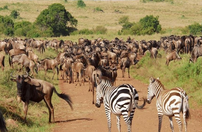 肯亞坦尚尼亞自由行