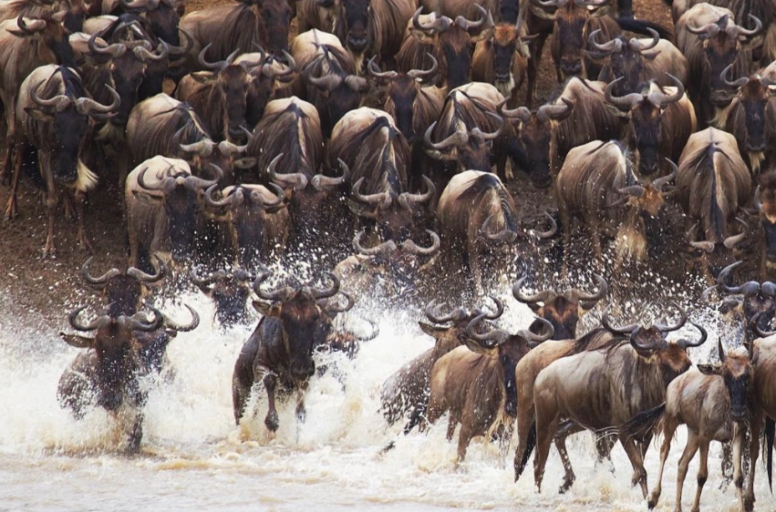 非洲大遷徙旅遊