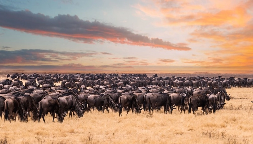 非洲大遷徙旅遊