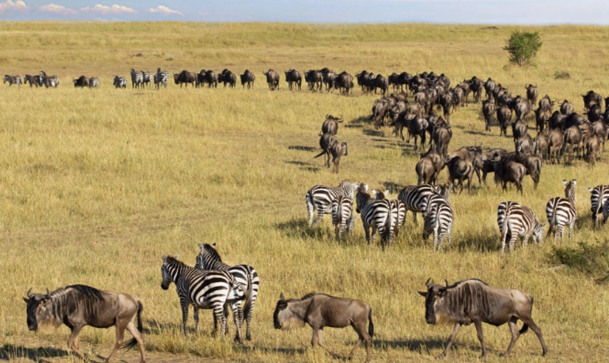 非洲大遷徙旅遊