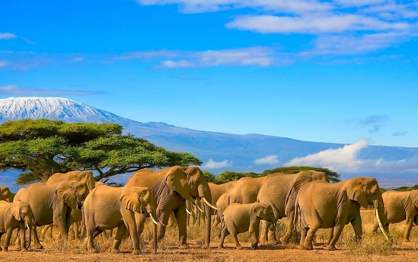 肯亞坦尚尼亞自由行