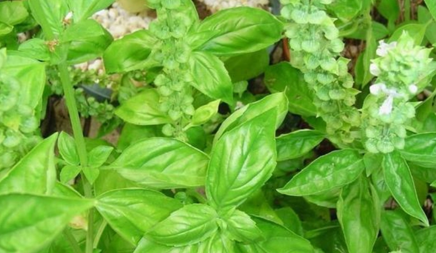 九層塔病虫害防治