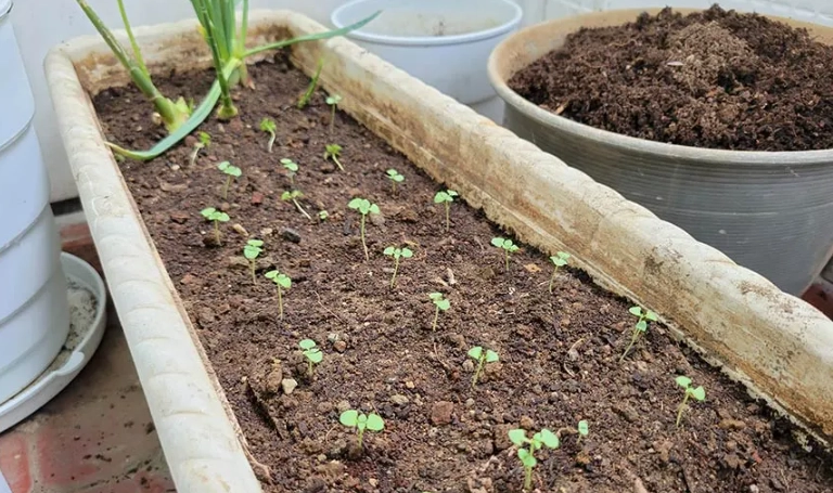 九層塔病虫害防治