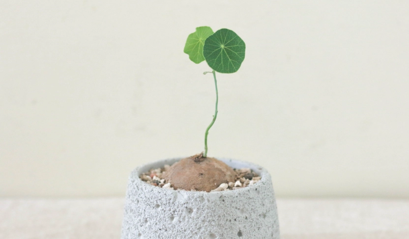 圓葉山烏龜浇水頻率