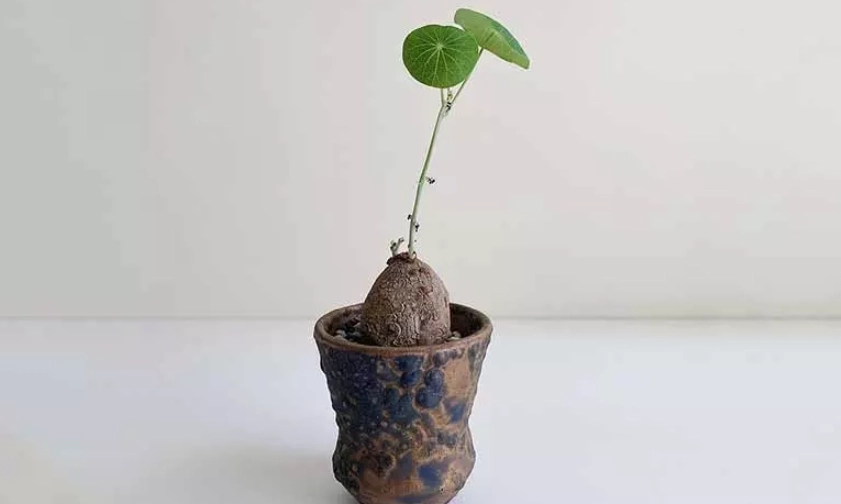 圓葉山烏龜浇水頻率