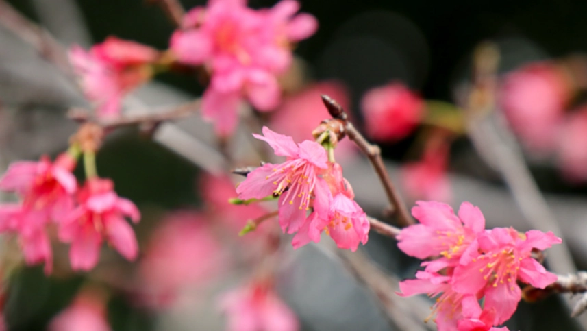 台灣賞櫻季節