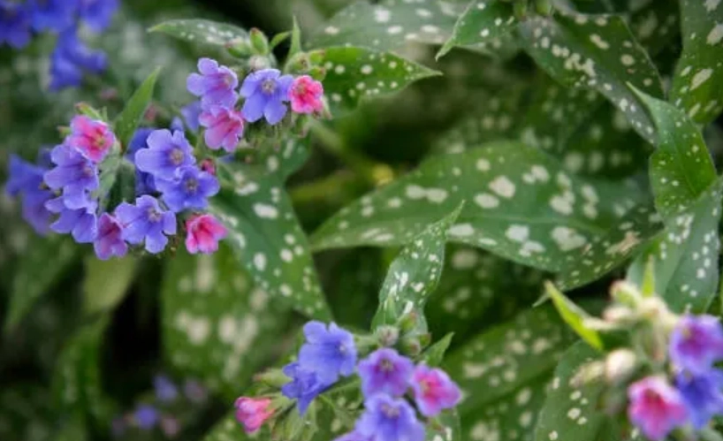 療肺草 魚腥草 區別