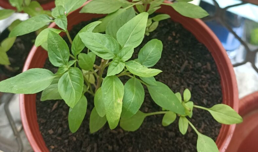 九層塔澆水方法