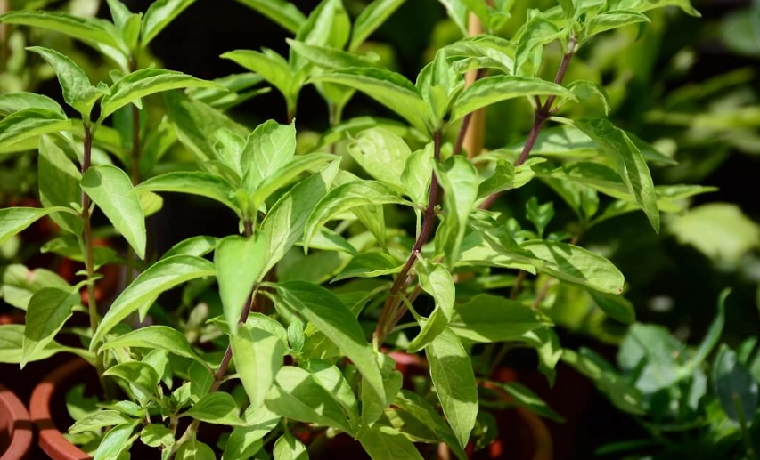 九層塔照顧方法