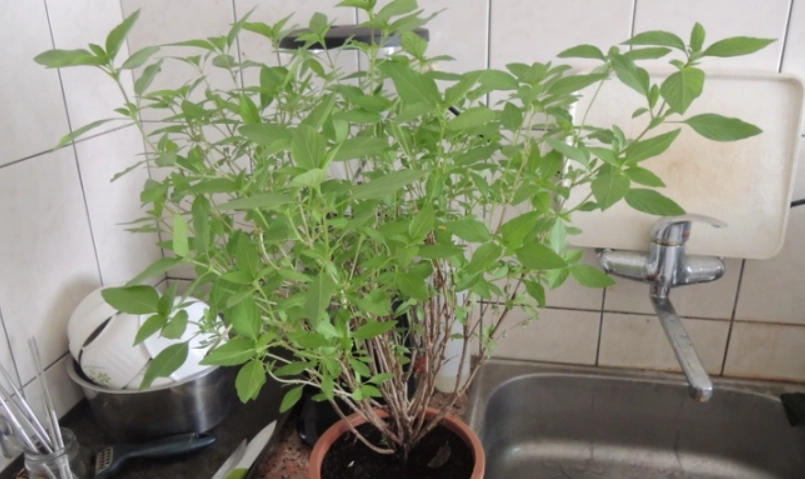 九層塔照顧方法