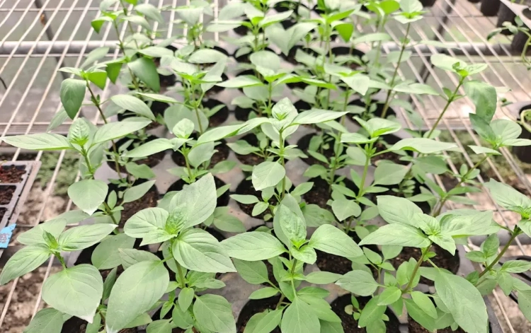 九層塔病虫害防治