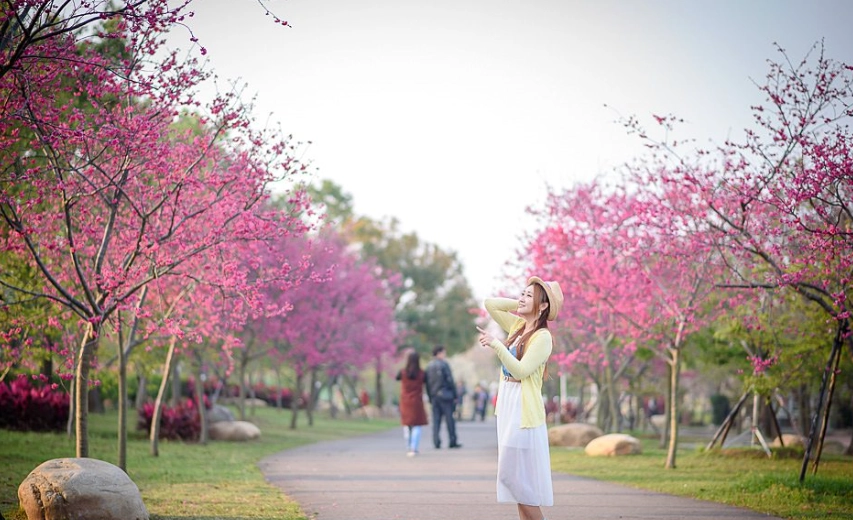 台中賞櫻地點