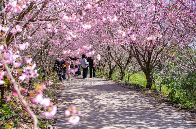 太平山櫻花