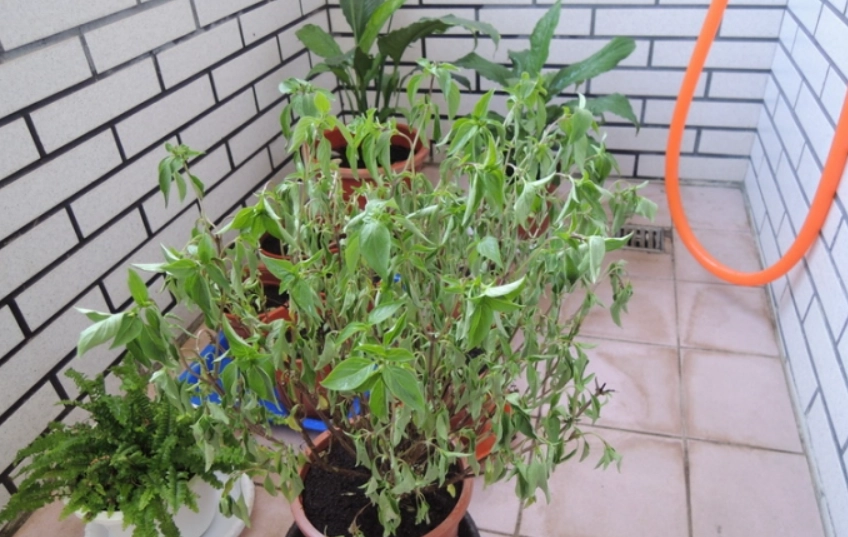 九層塔下雨護理全攻略：避免病害的關鍵技巧與實用方法