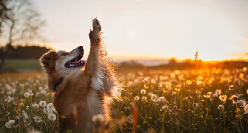 寵物離世放下方法