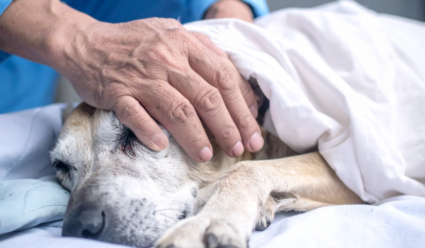 寵物喪葬注意事項