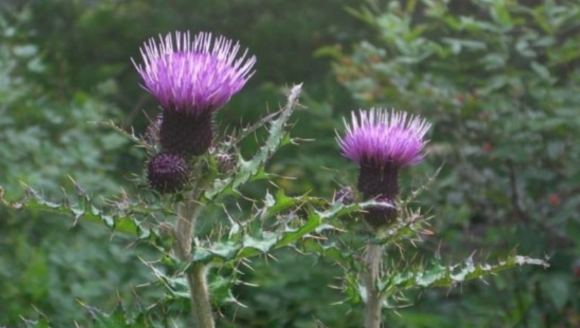 大薊草使用方法