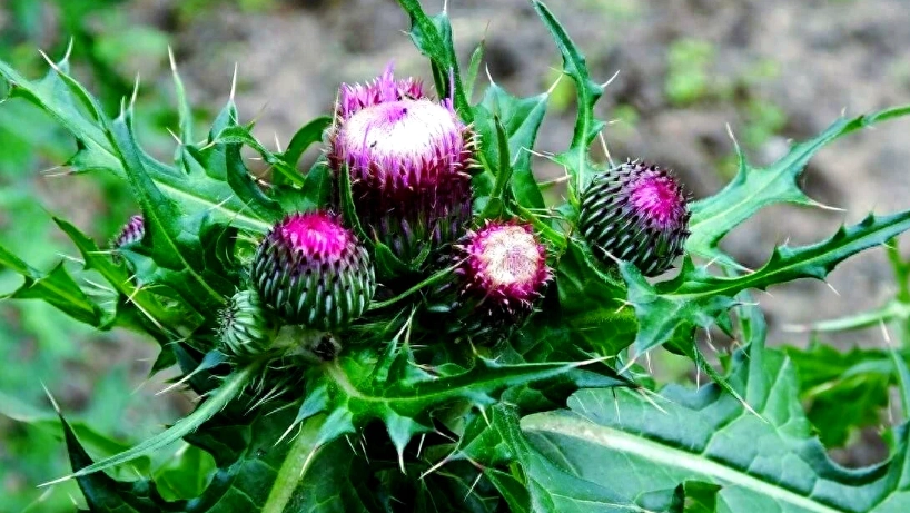 大薊草使用方法