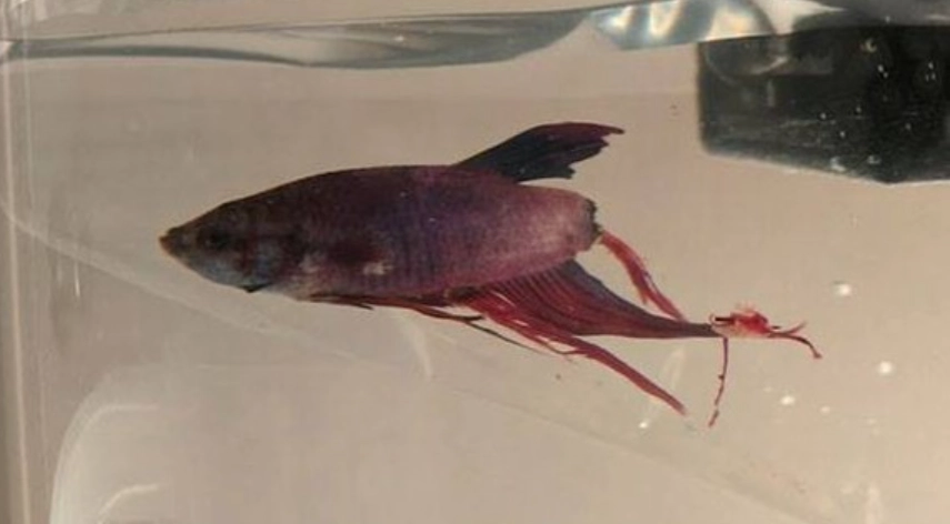 鬥魚死掉浮起來