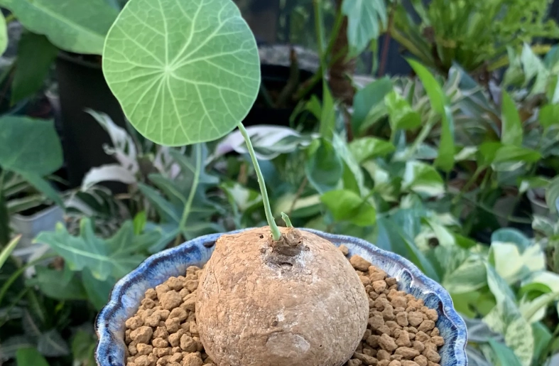 山烏龜塊根生長