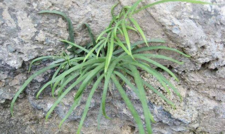 雞腳草使用方法