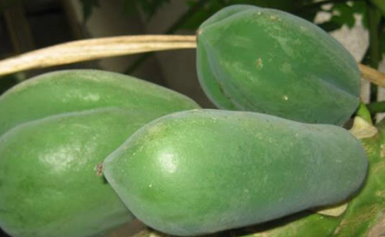 青木瓜功效 青木瓜功效