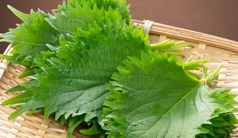 紫蘇葉功效