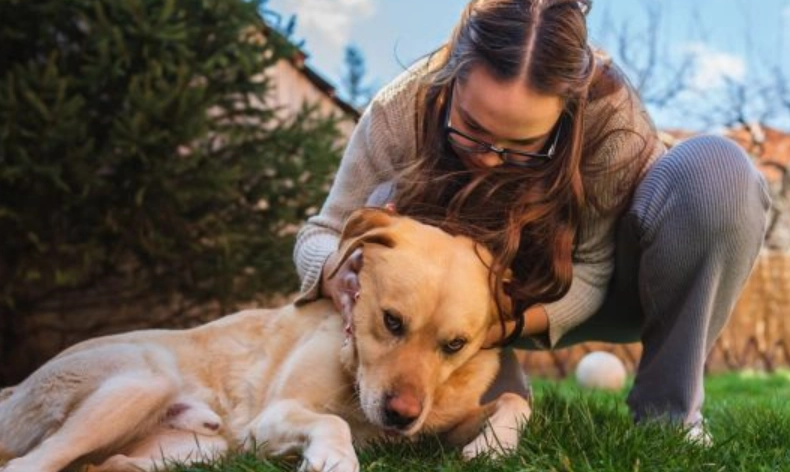 寵物喪葬注意事項