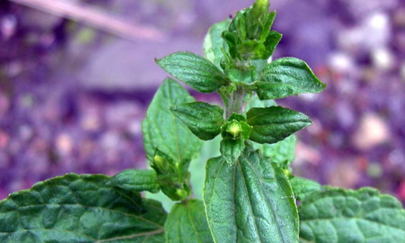 九層塔日照需求