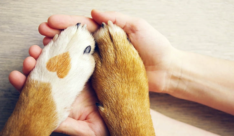 寵物離世放下方法