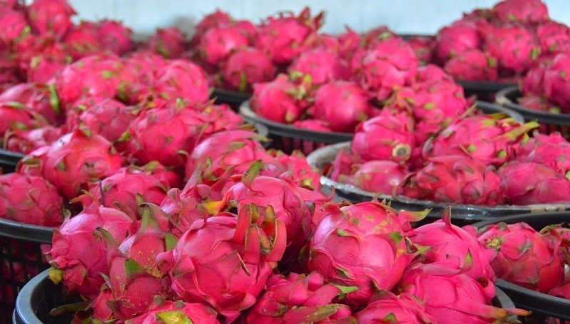 火龍果食用禁忌