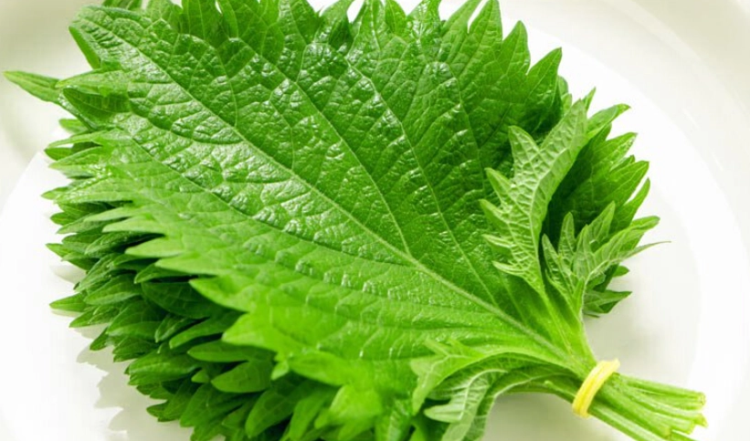 紫蘇葉使用方法