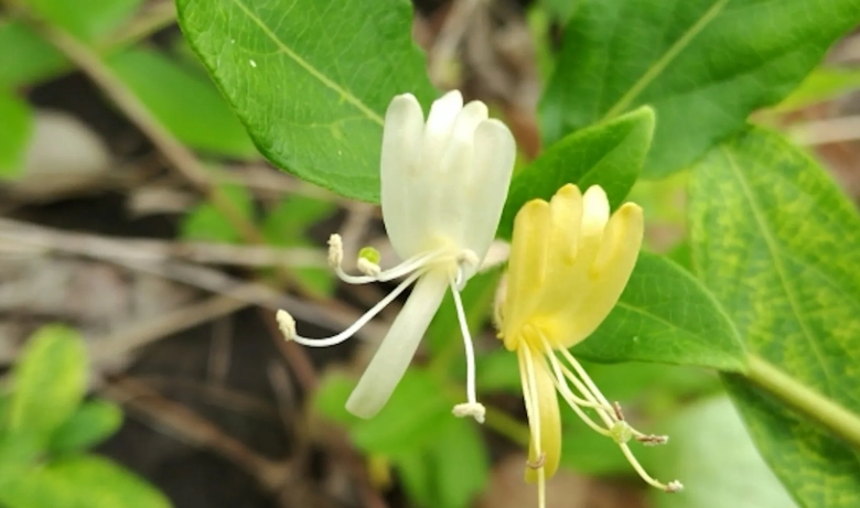 金銀花使用禁忌