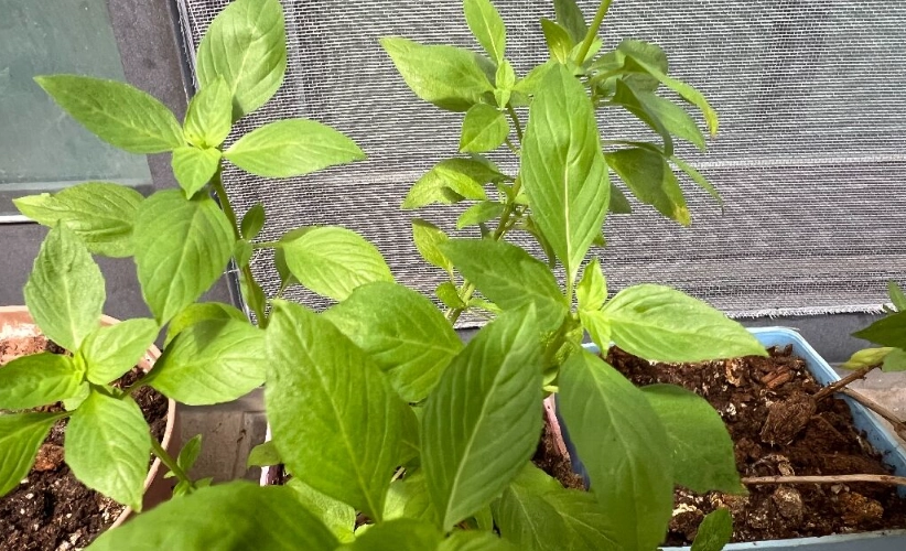 陽台種植九層塔