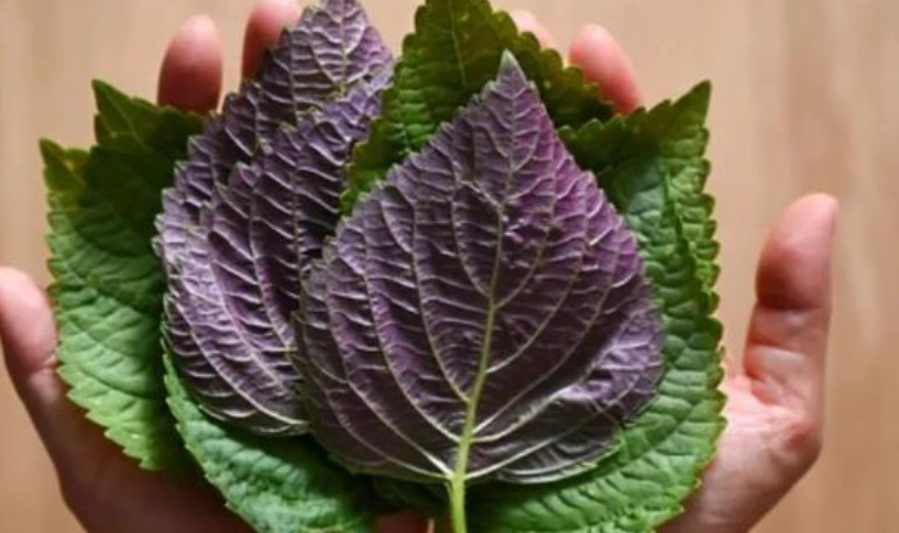 紫蘇葉食用方法