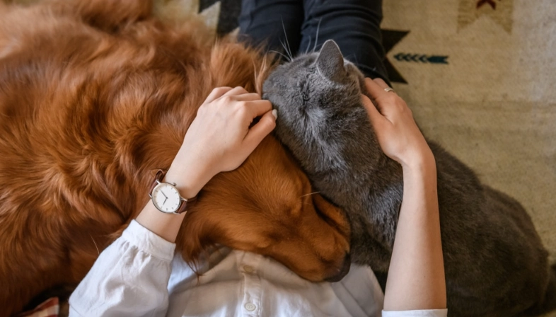 寵物過世悲傷處理