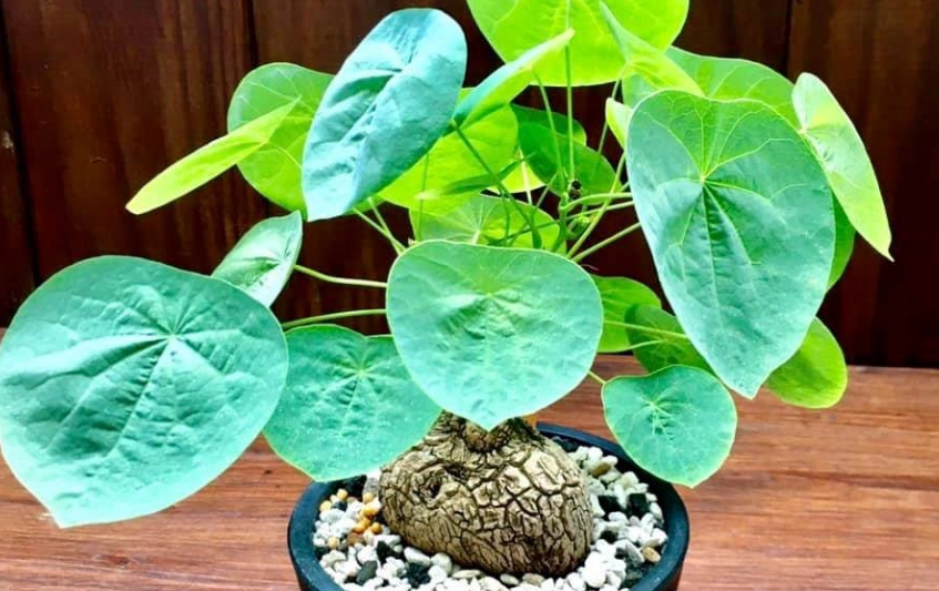 山烏龜養護方法