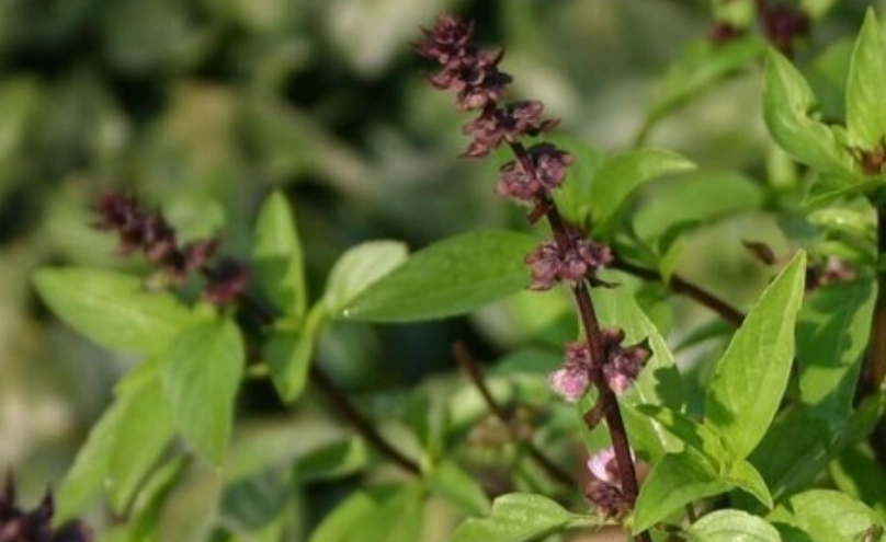 九層塔日照管理