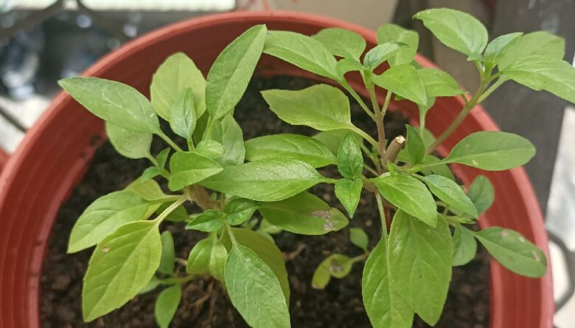 九層塔盆栽方法