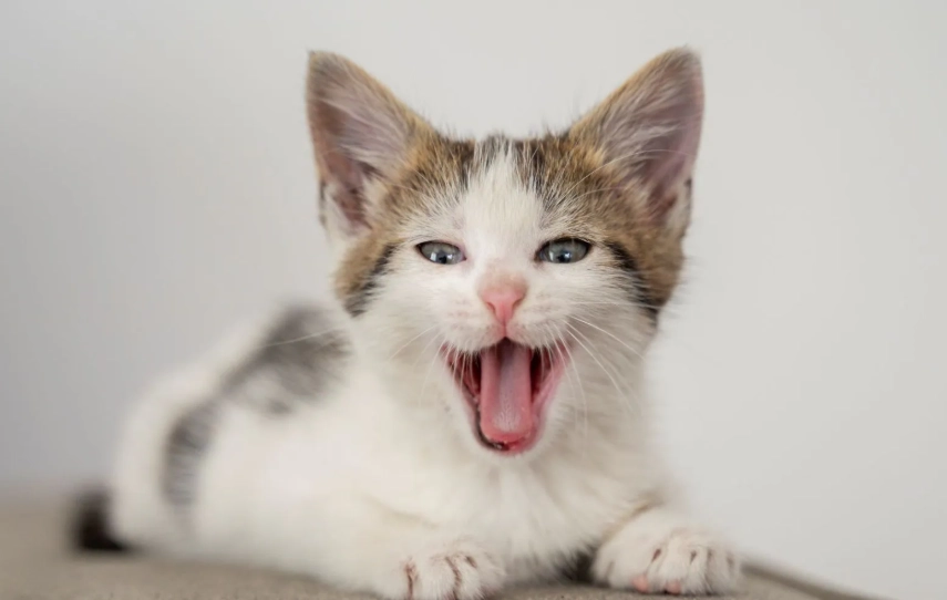 貓咪叫聲沙啞原因全解析：從症狀到解決方案的完整指南