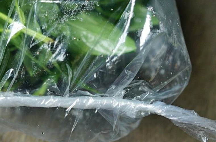 九層塔不變黑技巧