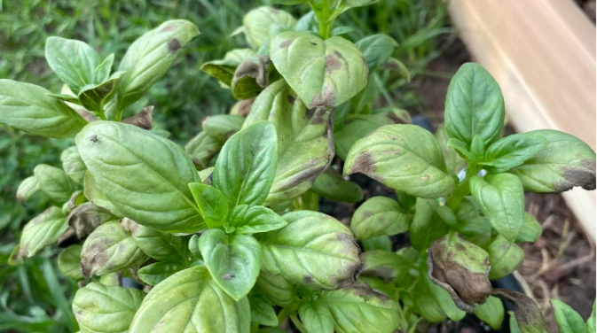 九層塔病害防治 九層塔病害防治