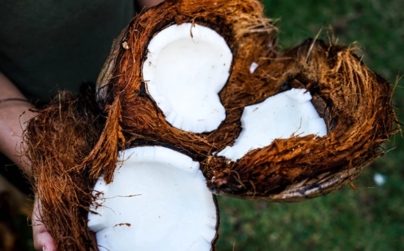 生食椰子油好處