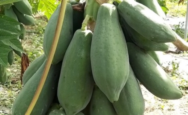 青木瓜食療方法